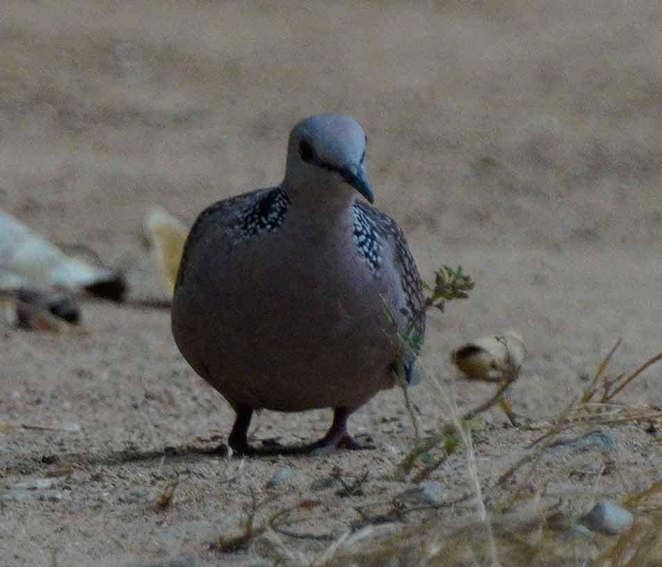 Spotted Dove - ML616551757