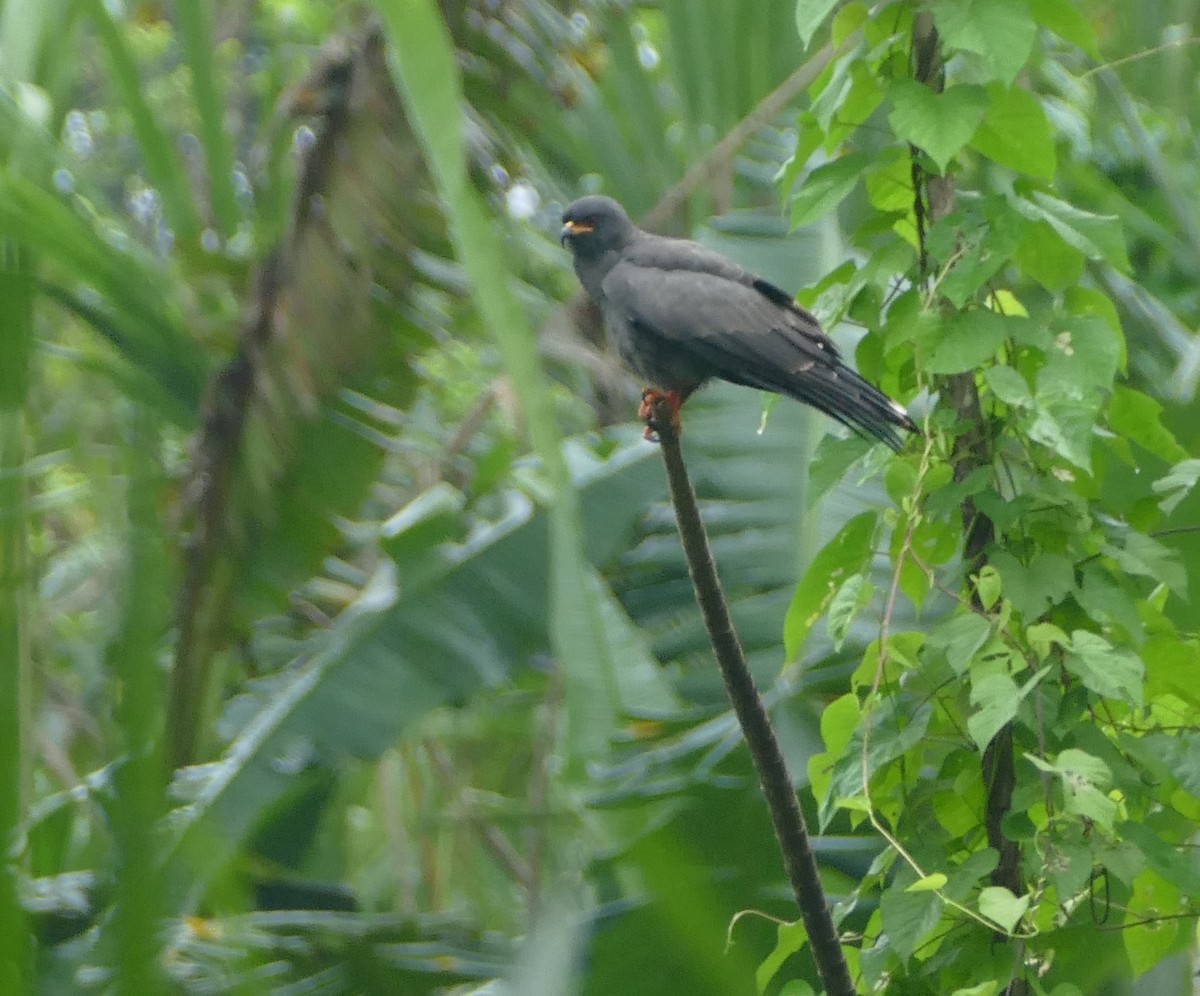 Snail Kite - ML616551780