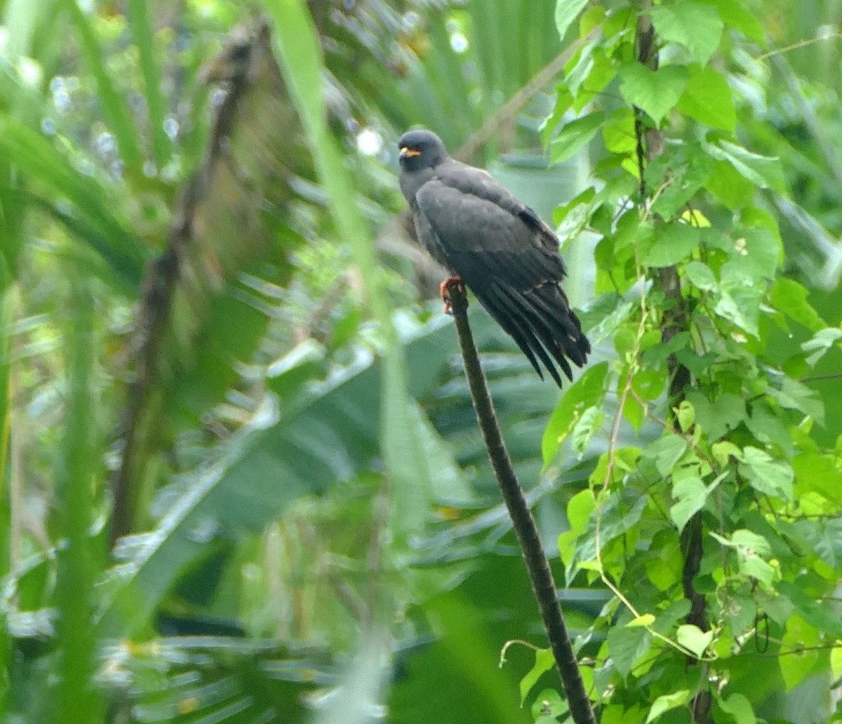 Snail Kite - ML616551781
