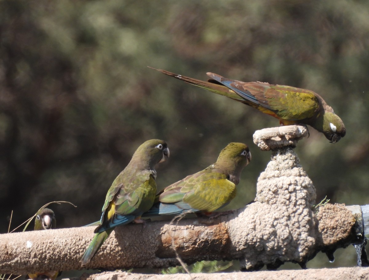 Conure de Patagonie - ML616551785