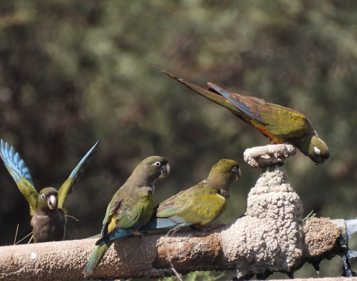 Conure de Patagonie - ML616551786