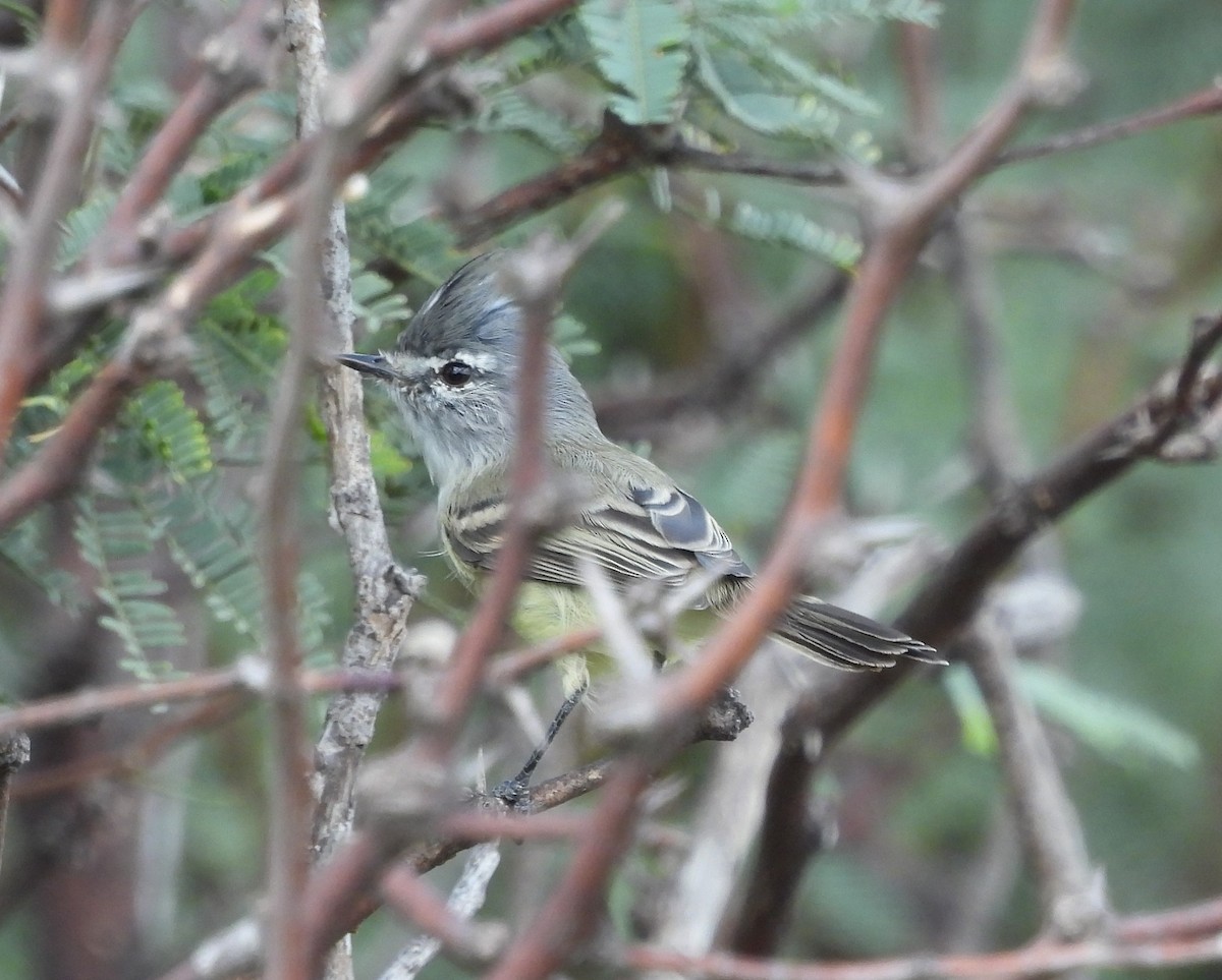 Straneck's Tyrannulet - John Toldi