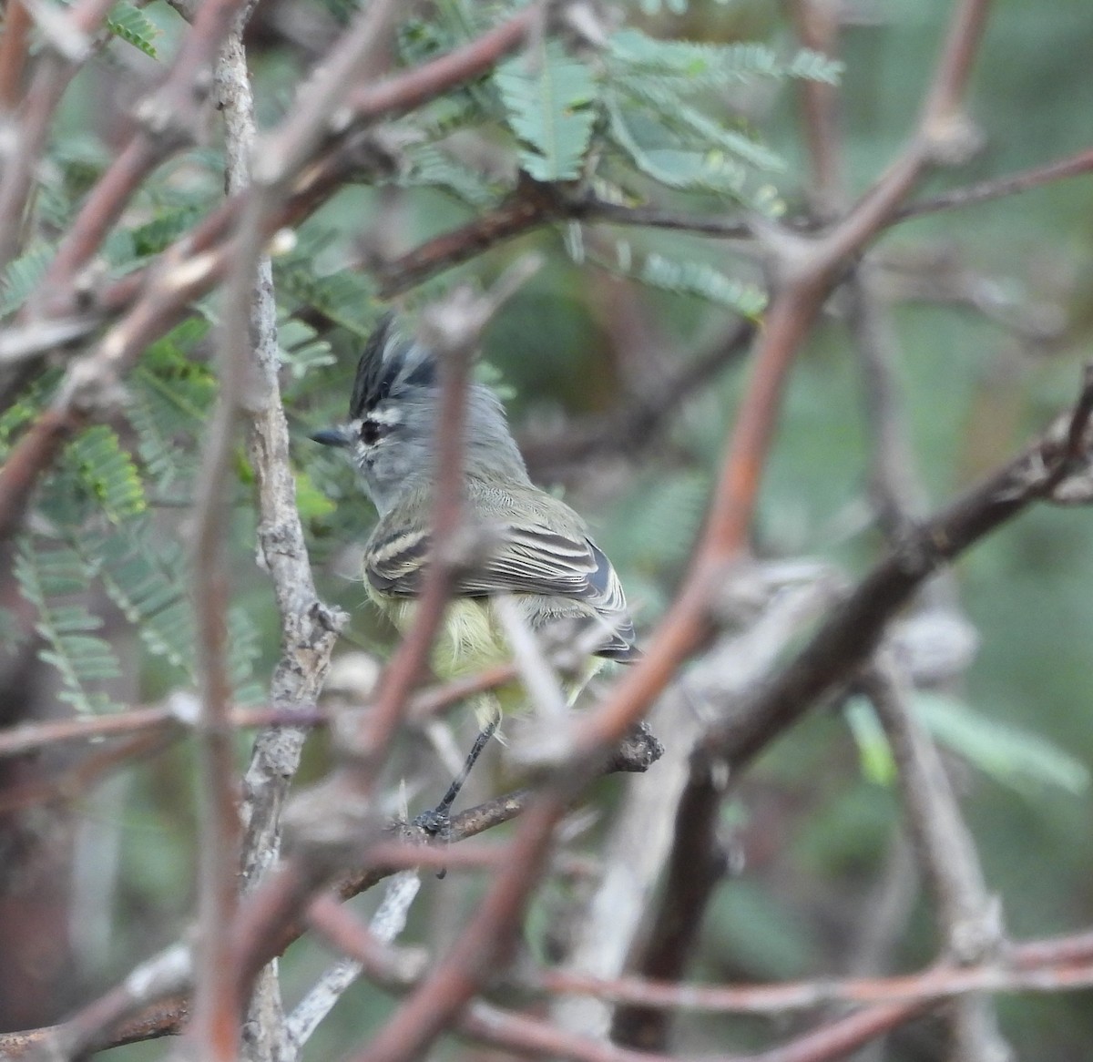 Straneck's Tyrannulet - ML616551832