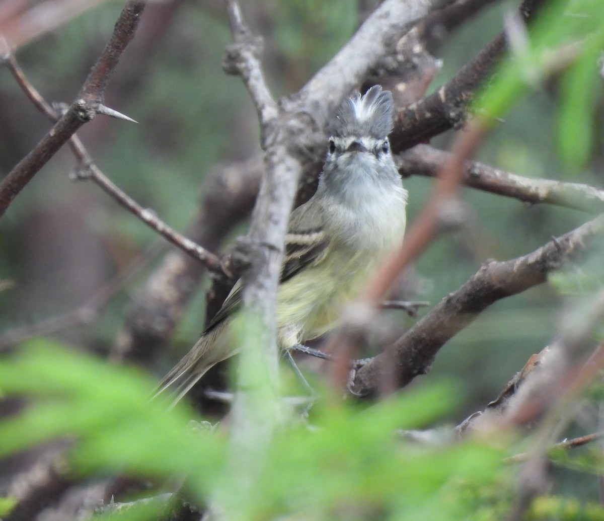 Straneck's Tyrannulet - ML616551833