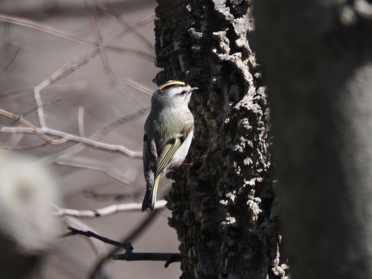 Golden-crowned Kinglet - ML616551835