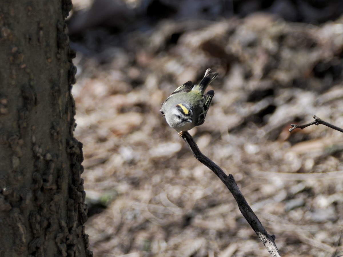 Golden-crowned Kinglet - ML616551838