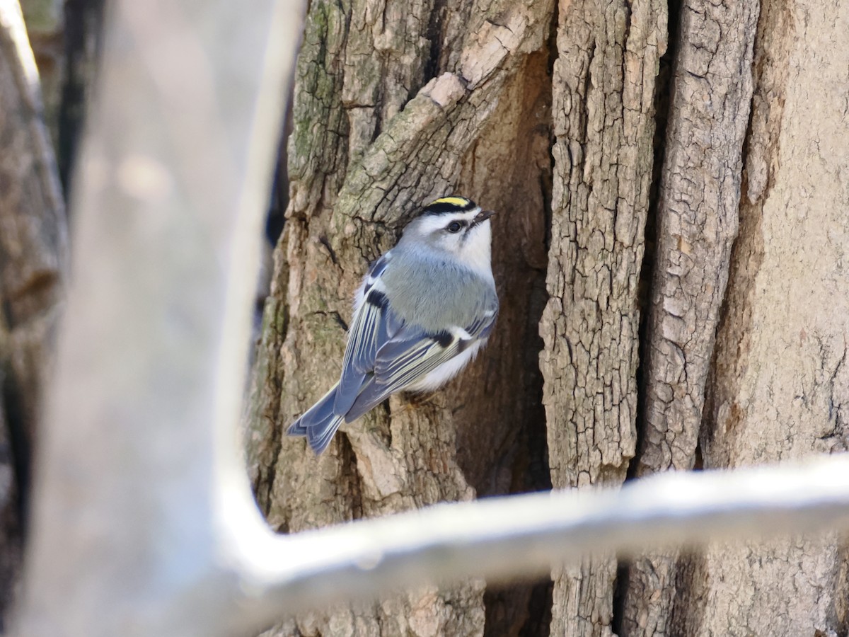 Golden-crowned Kinglet - ML616551839