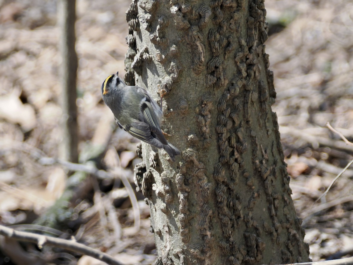 Golden-crowned Kinglet - ML616551840