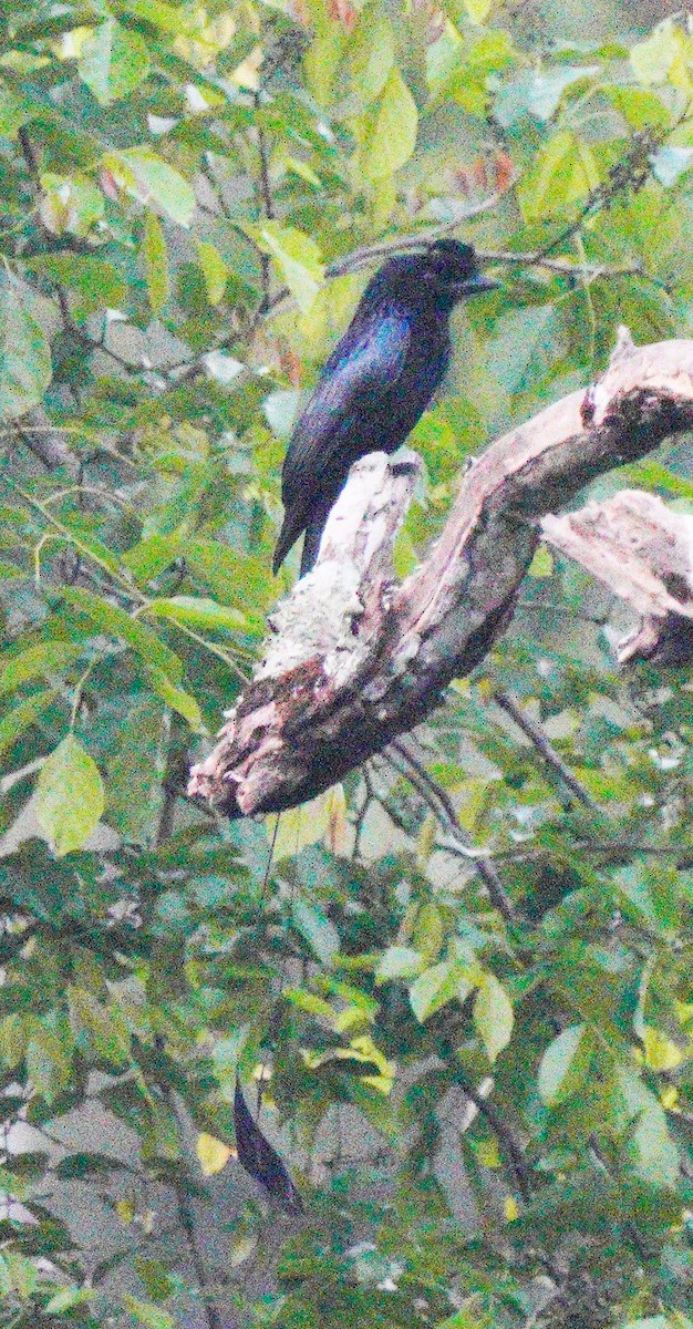 Greater Racket-tailed Drongo - ML616551843