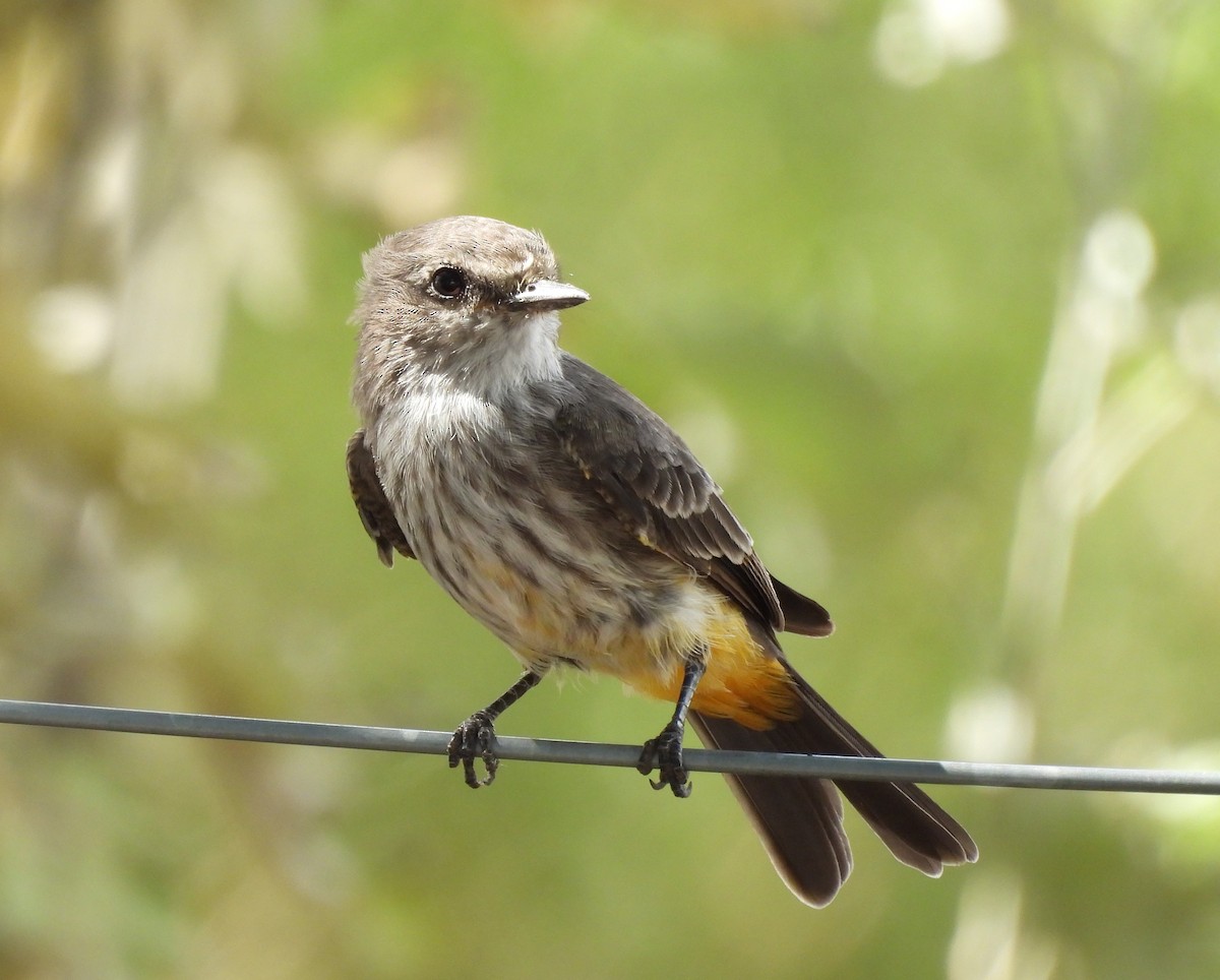 Vermilion Flycatcher - ML616551849