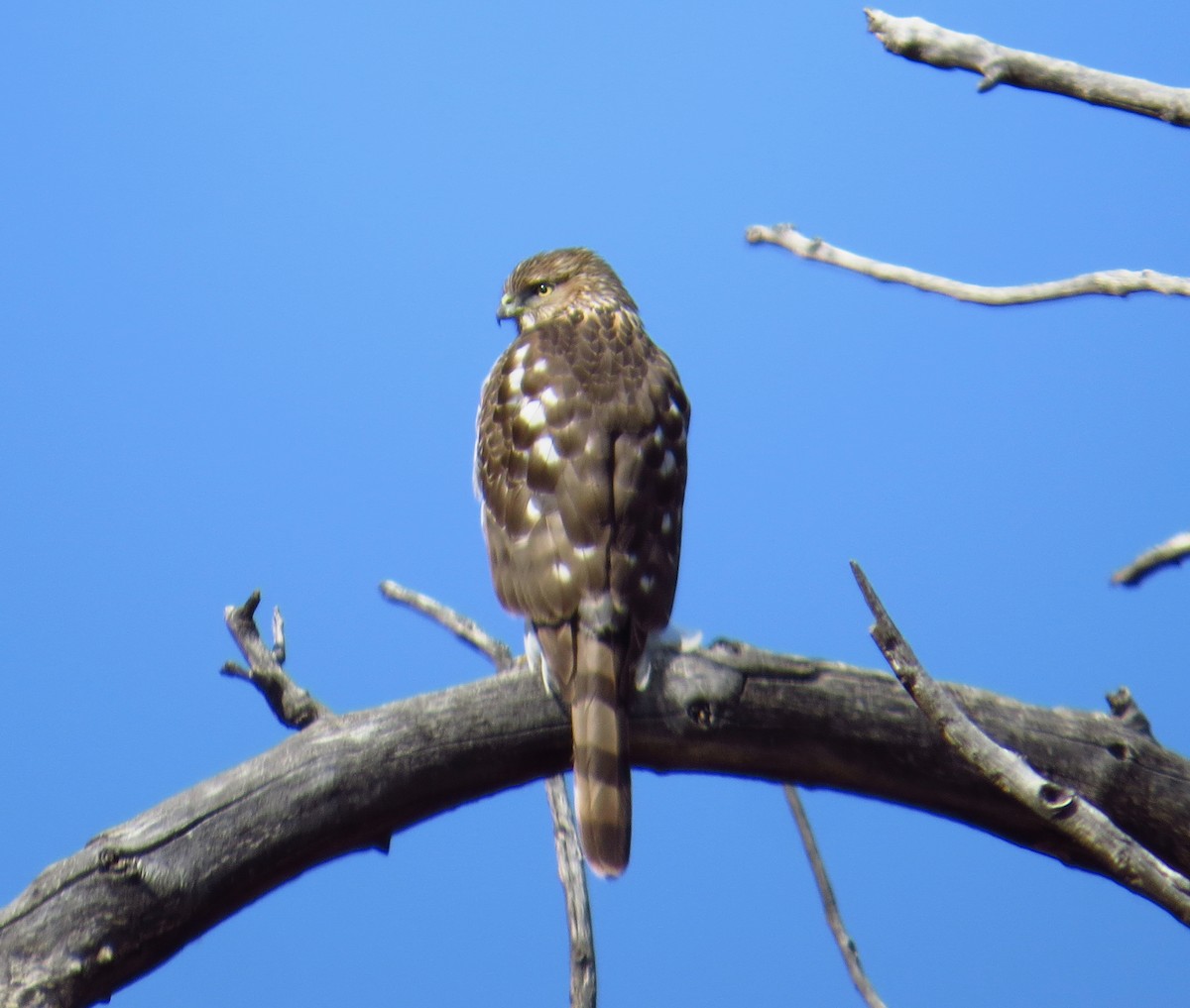 Cooper's Hawk - ML616551850