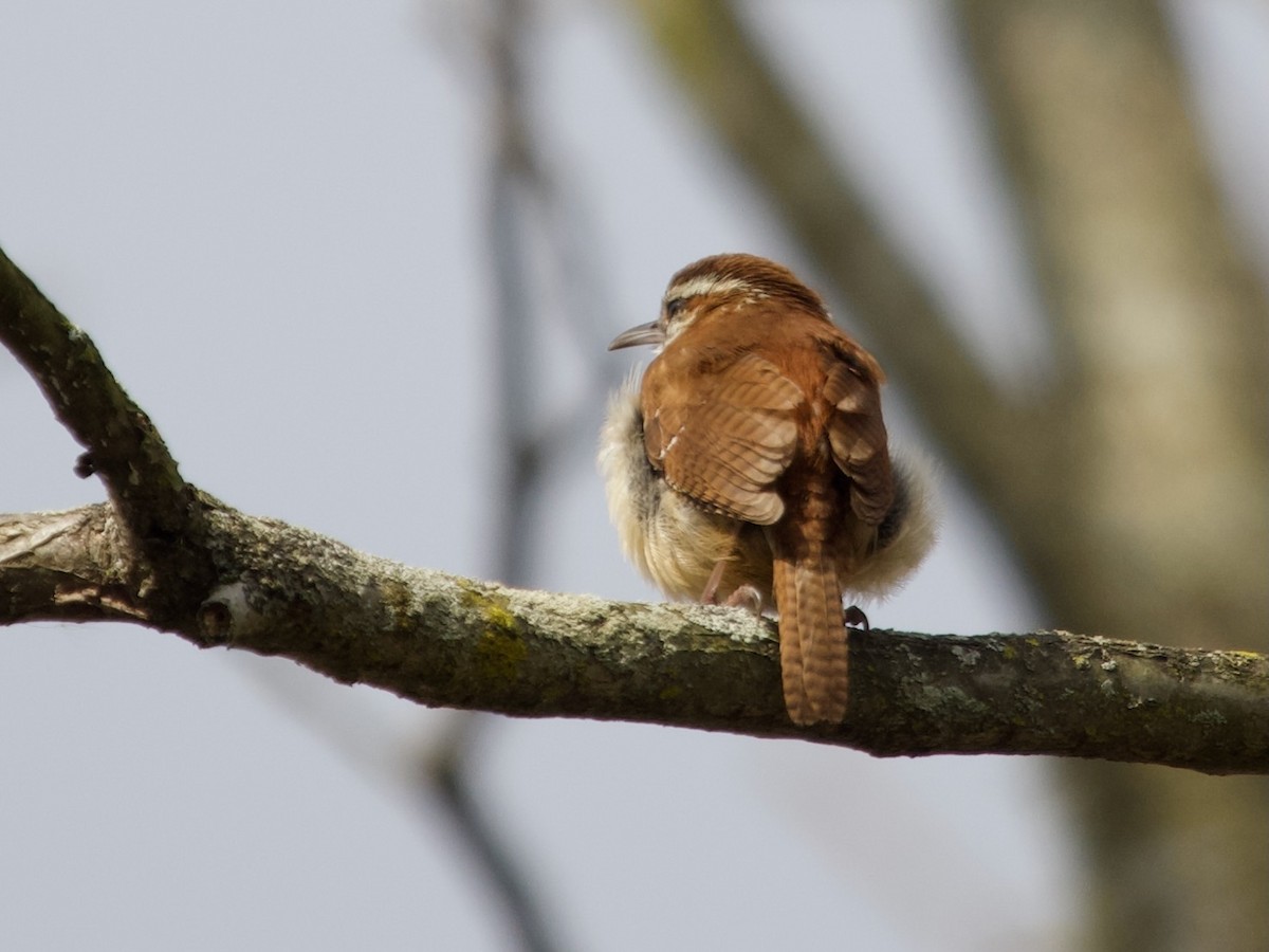 Carolina Wren - ML616551874