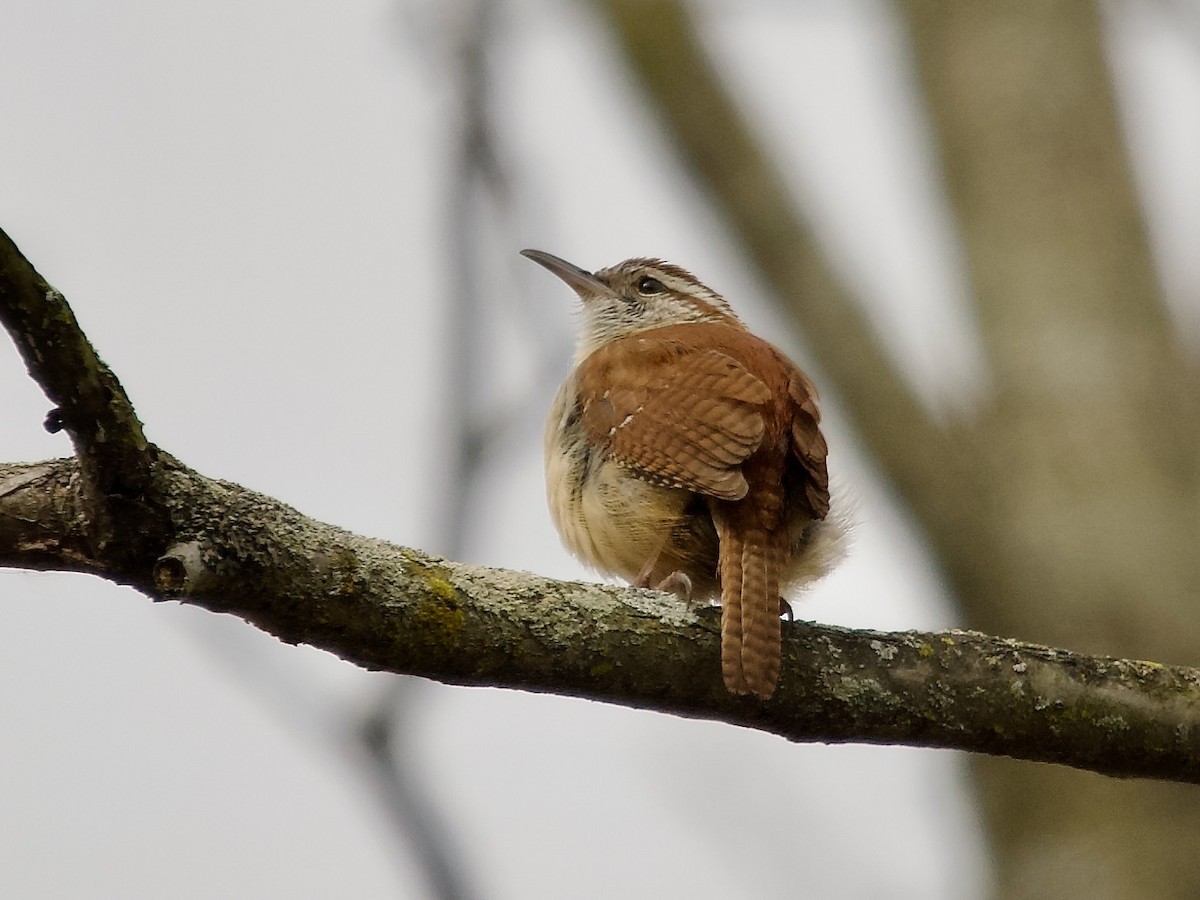 Carolina Wren - ML616551875