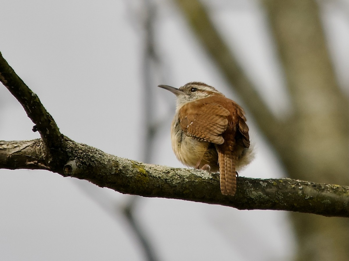 Carolina Wren - David McCartt