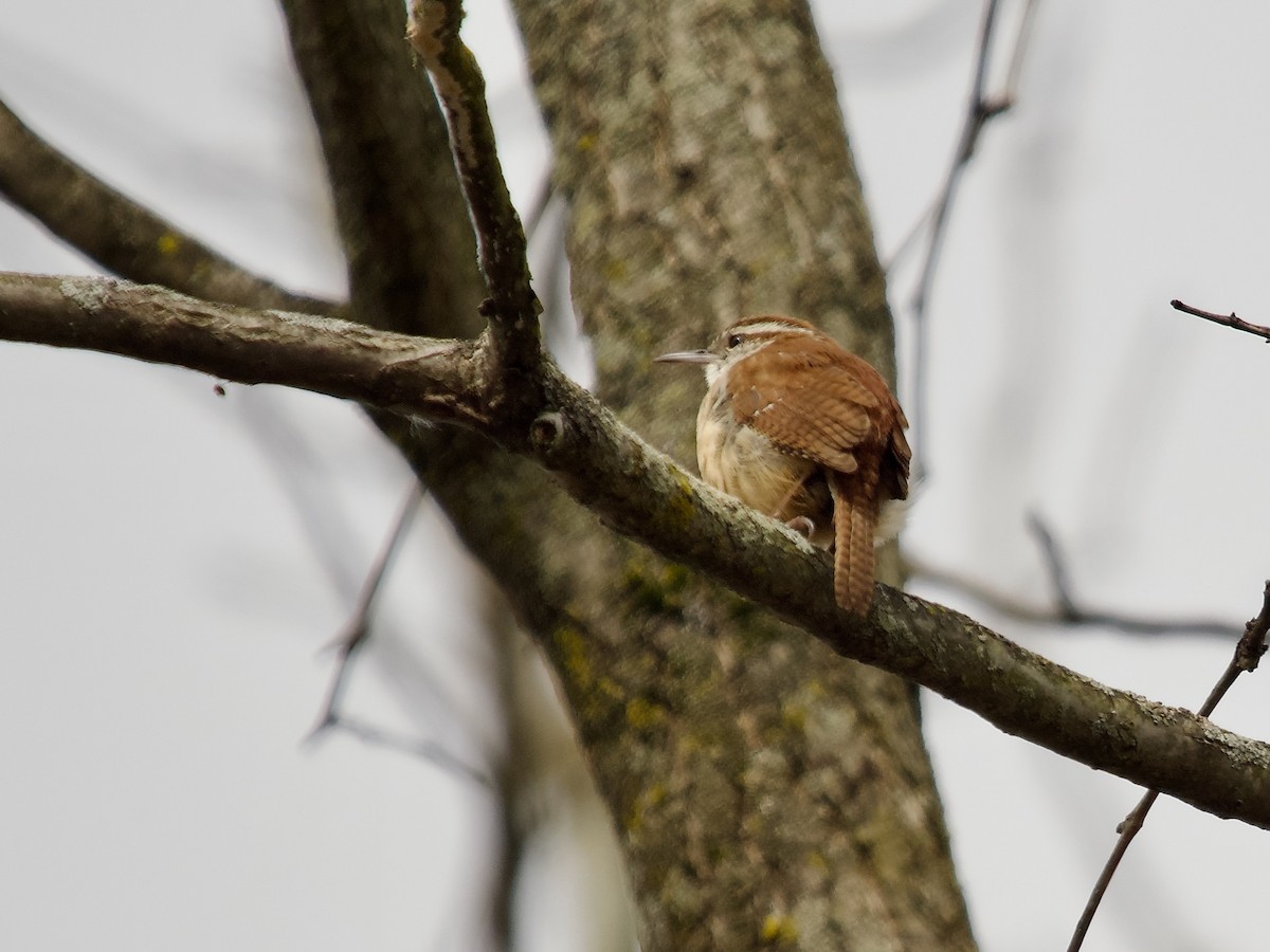 Carolina Wren - ML616551878