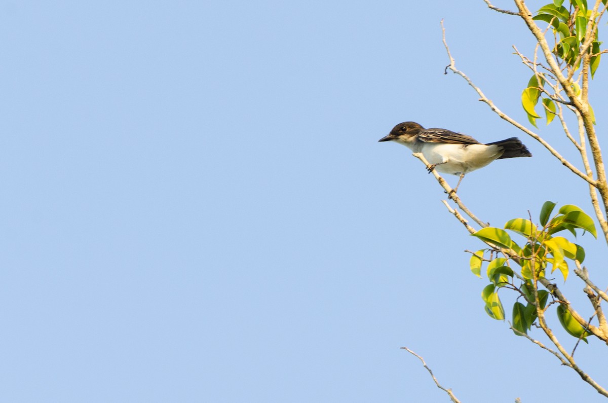 Eastern Kingbird - ML616551897