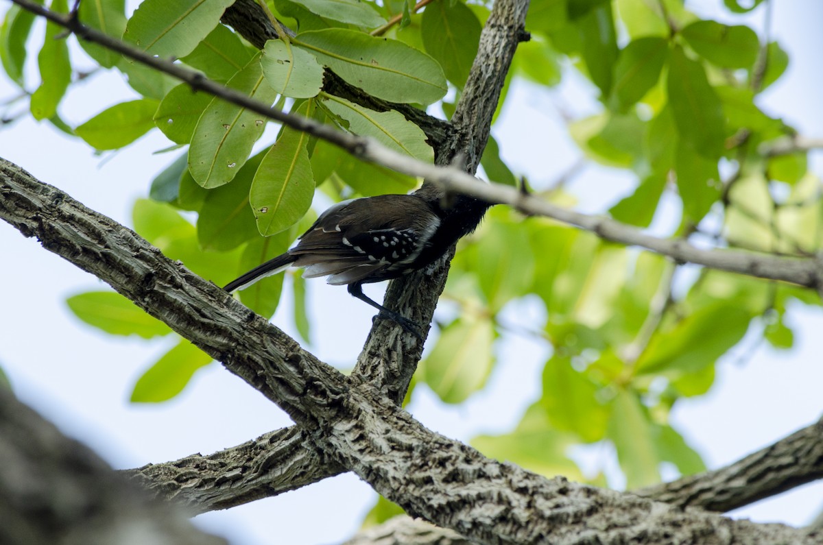 Southern White-fringed Antwren - ML616551917