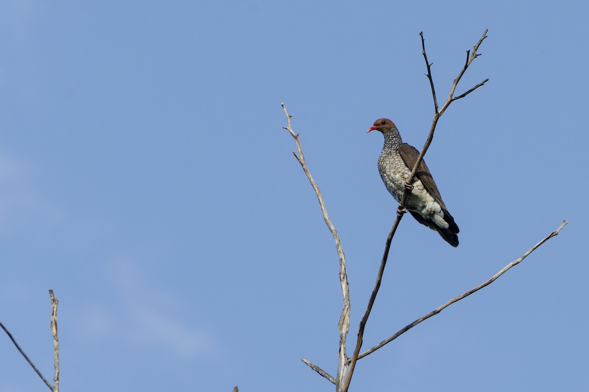 Scaled Pigeon - ML616551953