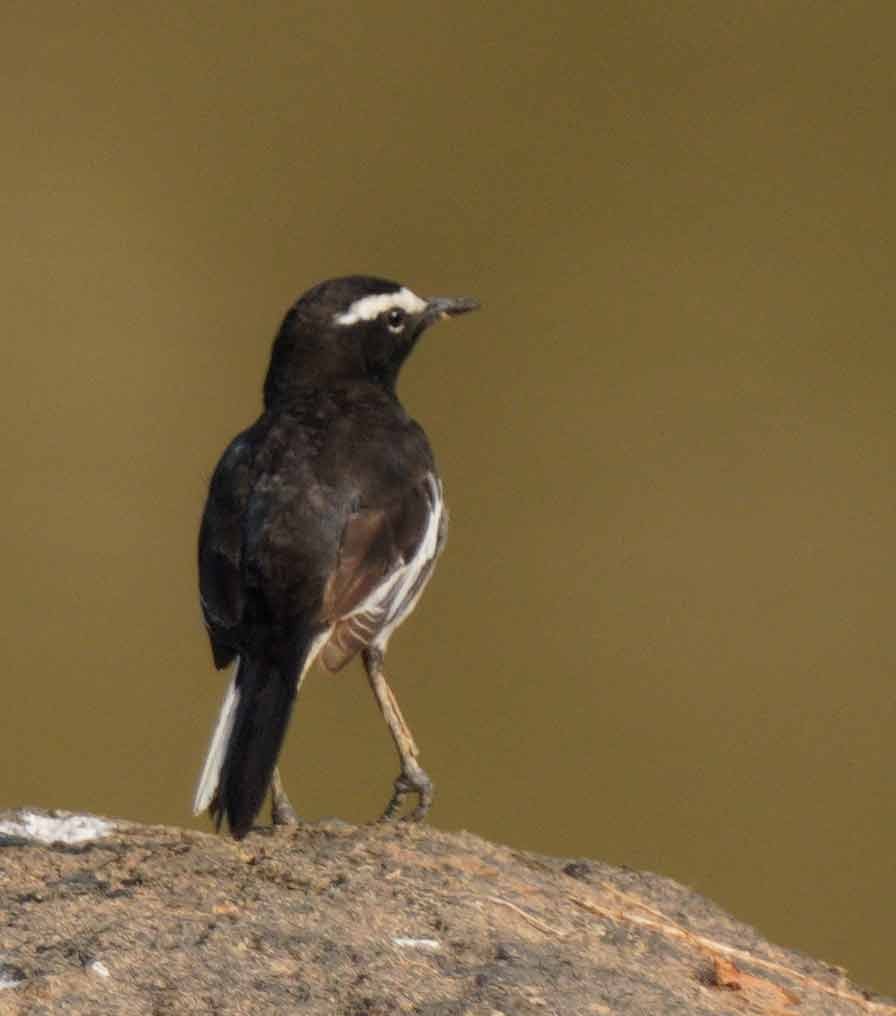 White-browed Wagtail - ML616551956