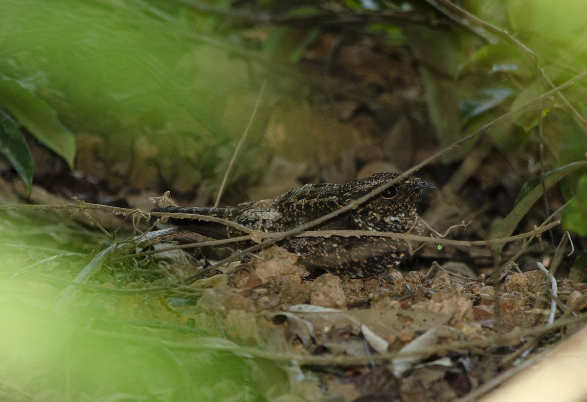 Blackish Nightjar - ML616551960