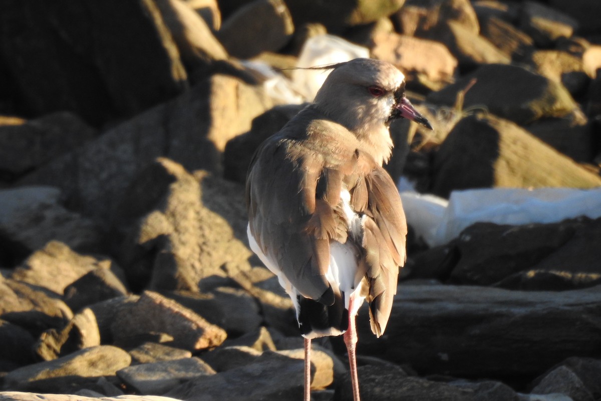 Southern Lapwing - ML616551980