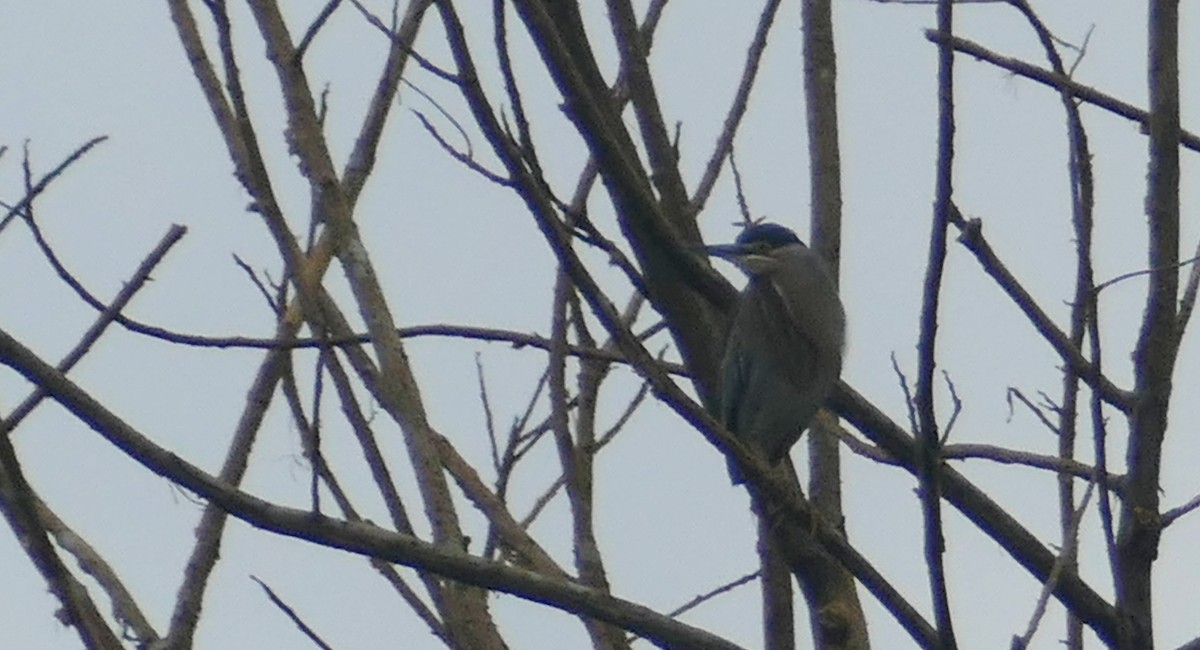 Striated Heron - ML616551986