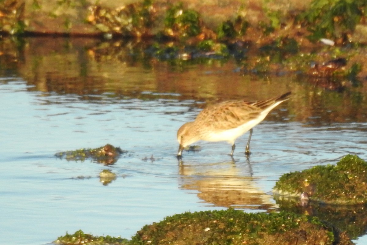 Bécasseau à croupion blanc - ML616551987