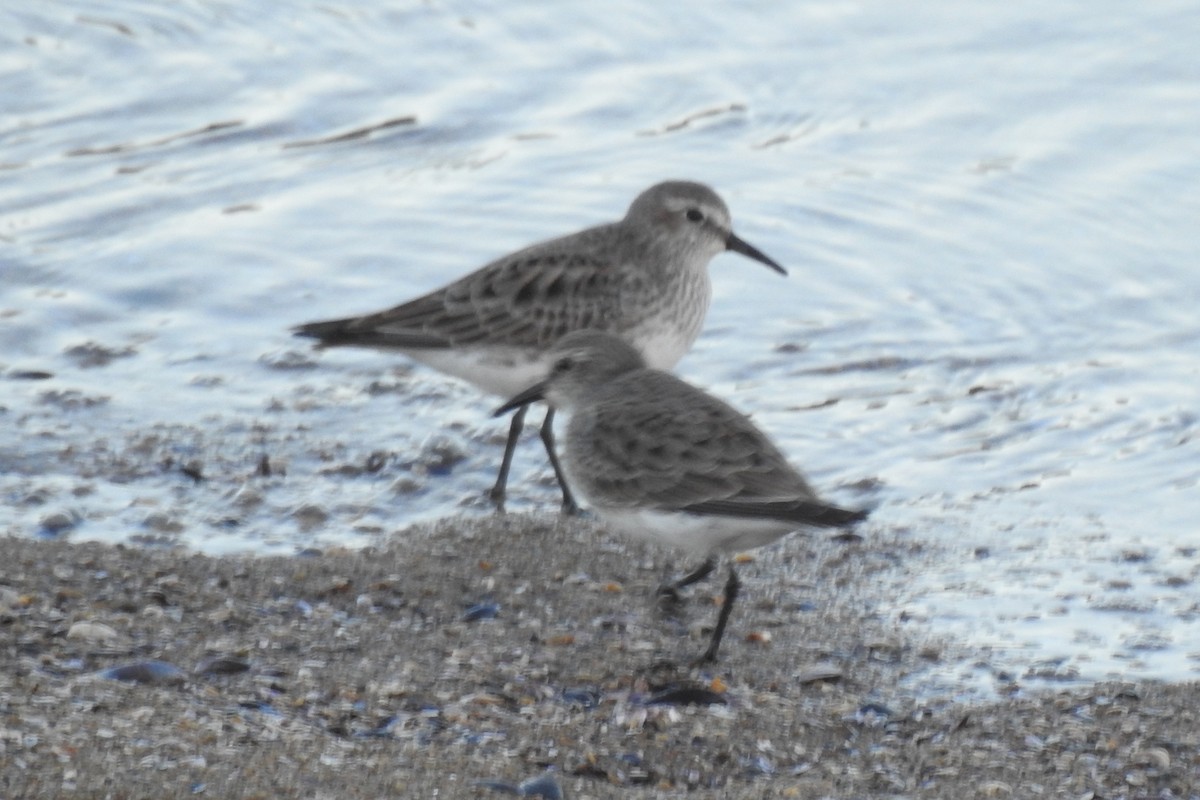 White-rumped Sandpiper - ML616551993