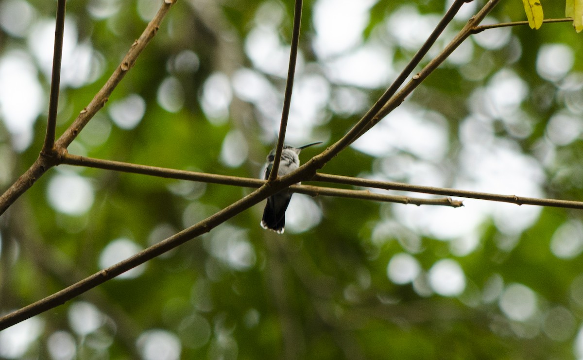 Fork-tailed Woodnymph - ML616552006