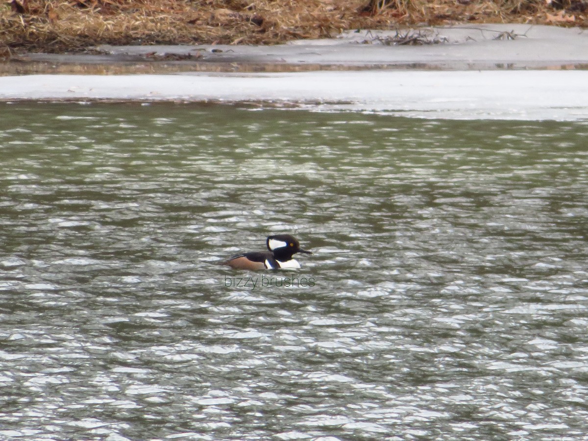 Hooded Merganser - ML616552027