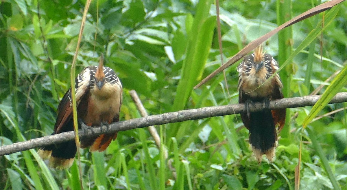 Hoatzin - ML616552045