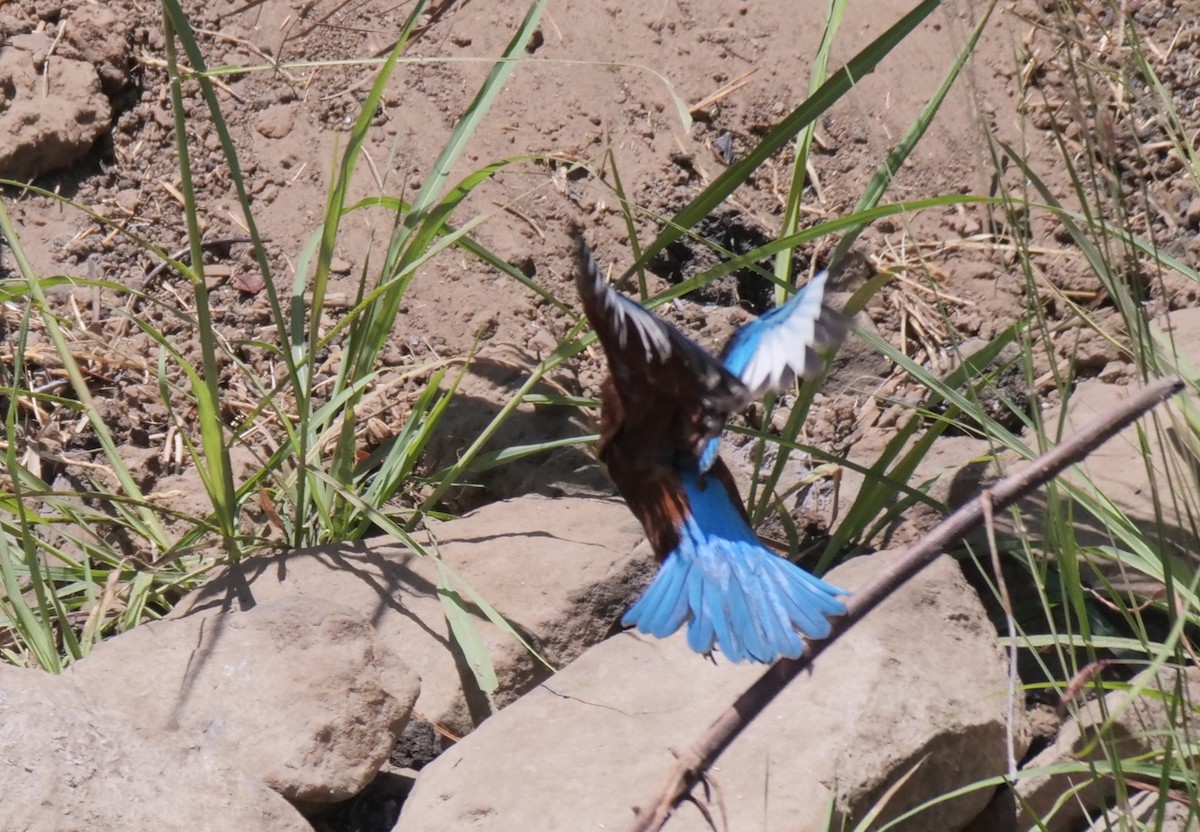 White-throated Kingfisher - Alexandre Vinot