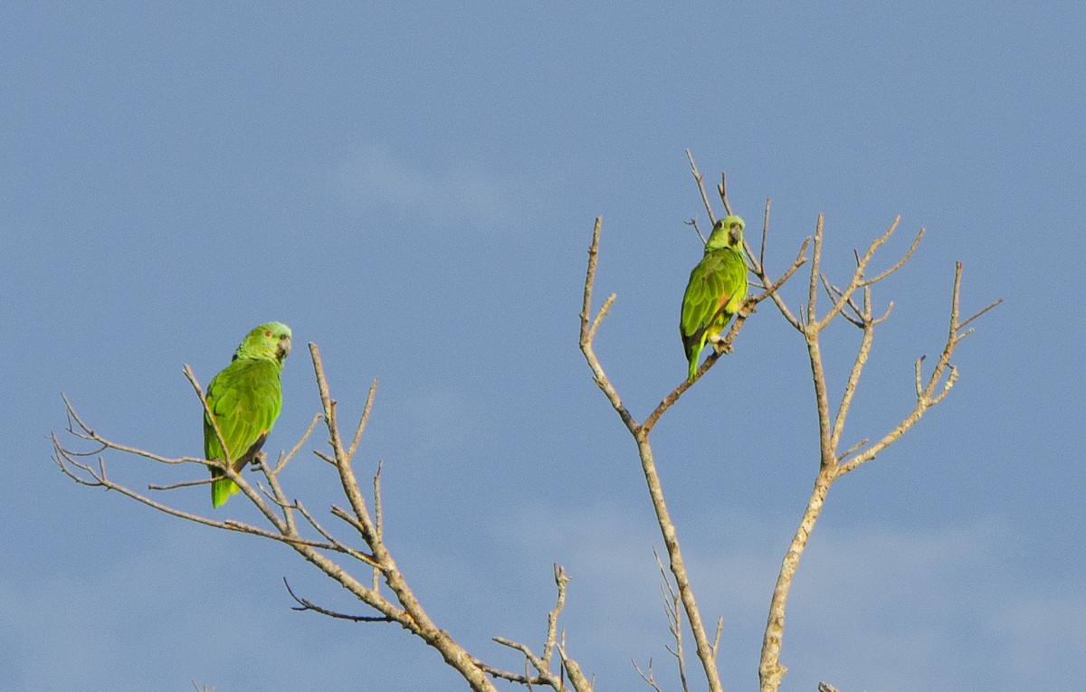 Mealy Amazon - ML616552052