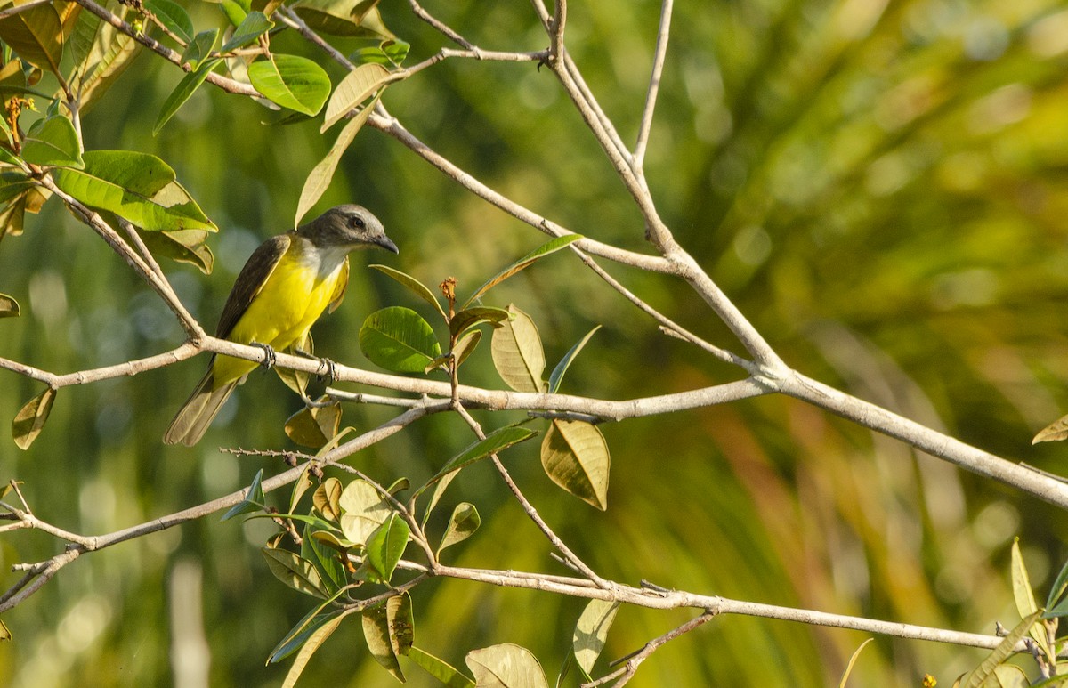 Sulphury Flycatcher - ML616552081