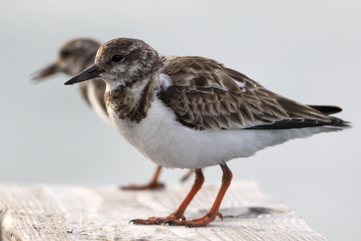 Ruddy Turnstone - ML616552096