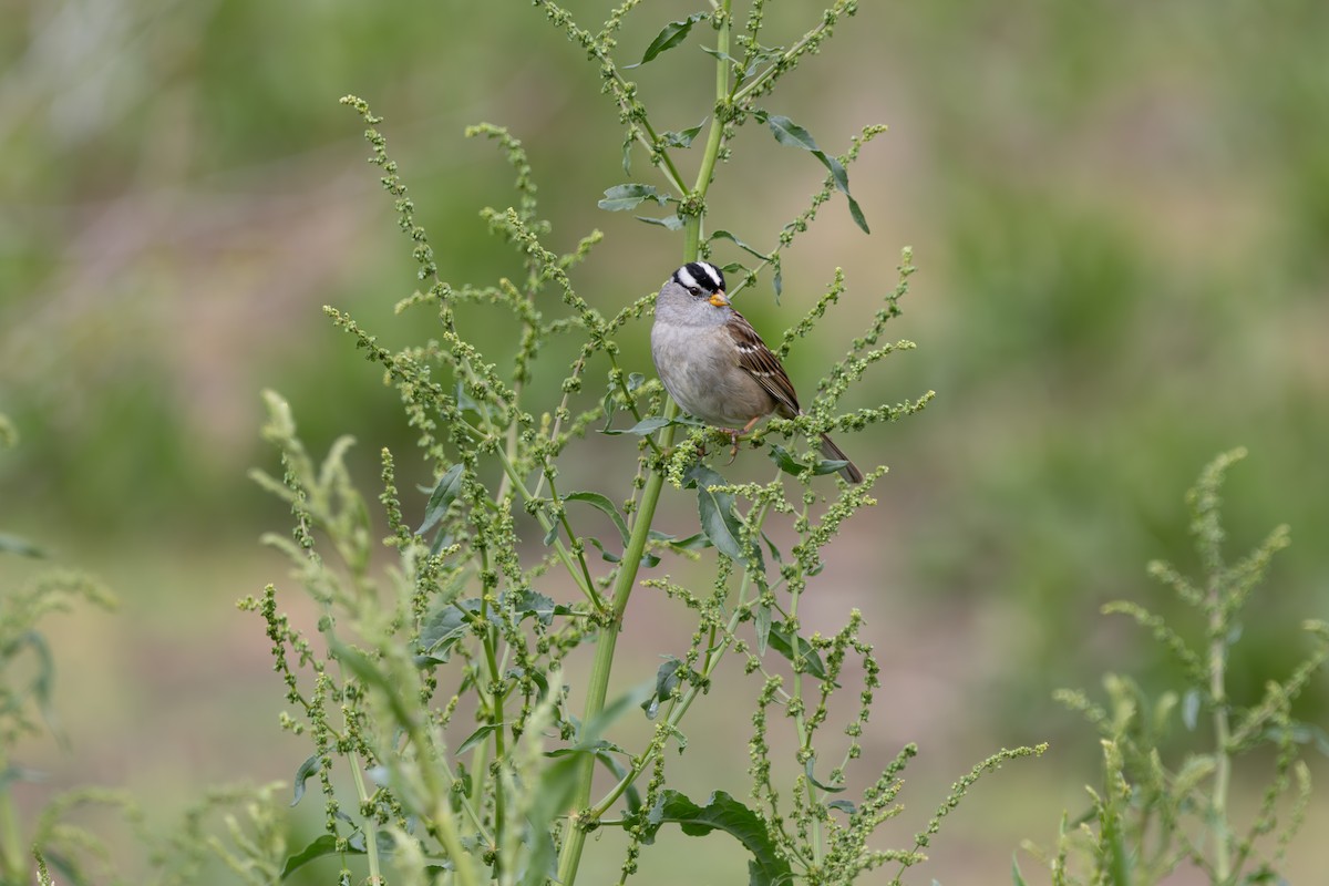 White-crowned Sparrow - Rohan Prinja