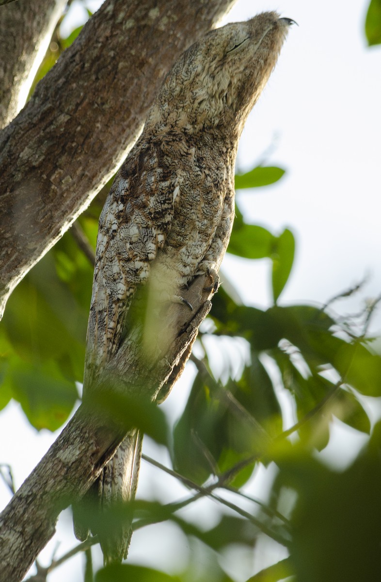 Great Potoo - ML616552121