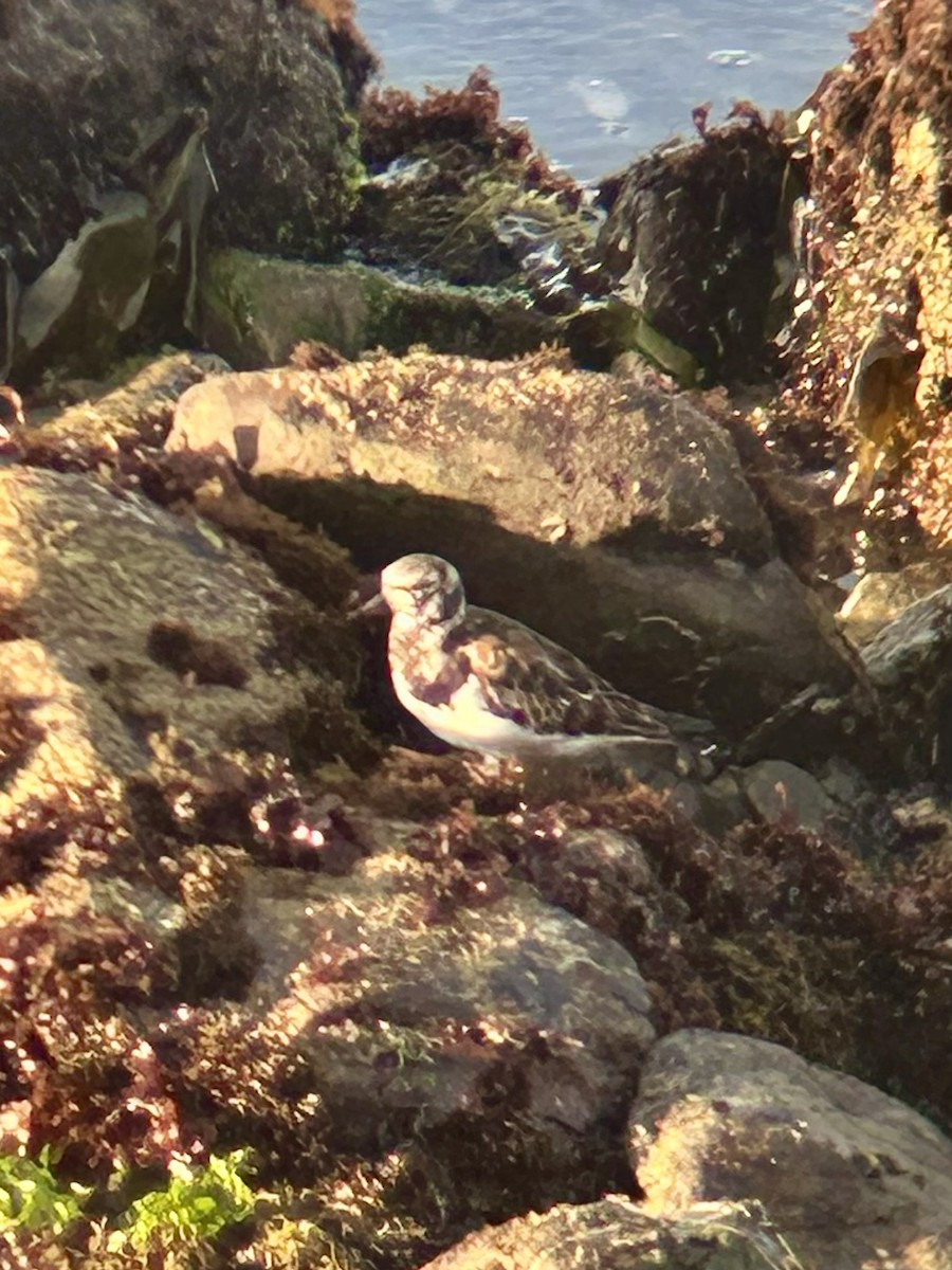 Ruddy Turnstone - ML616552122