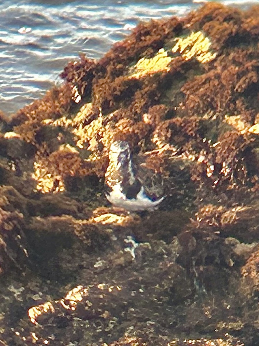 Ruddy Turnstone - ML616552123