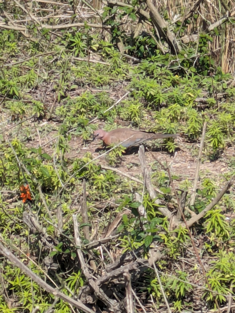 palmedue - ML616552130