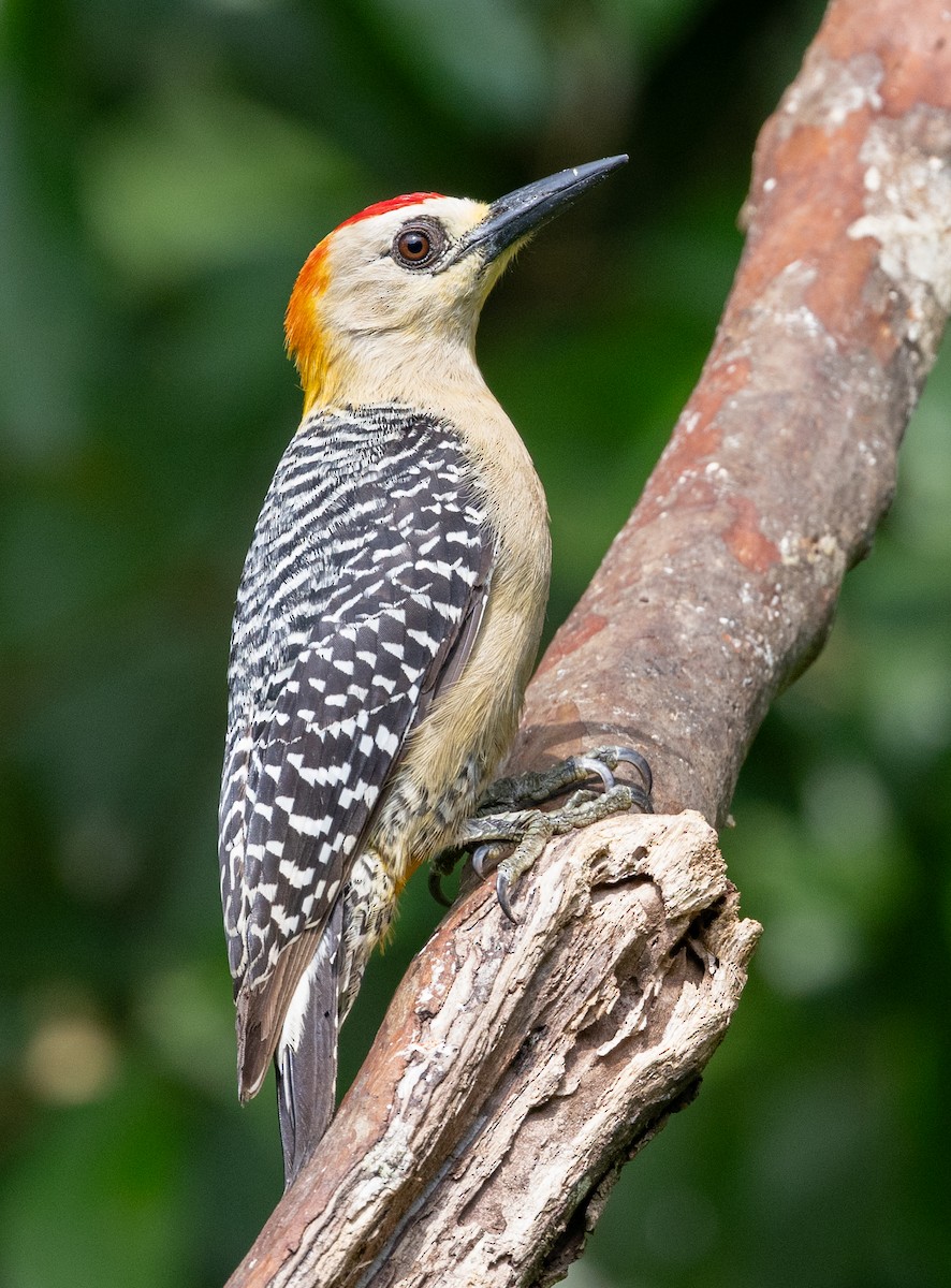 Hoffmann's Woodpecker - ML616552180