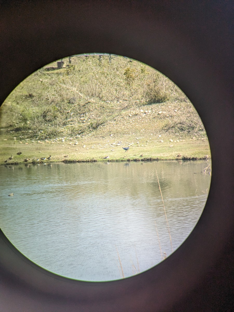 gråhodesultanhøne - ML616552183