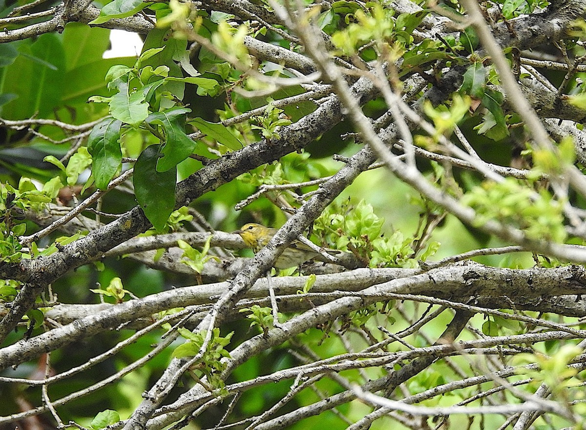 Cape May Warbler - ML616552271