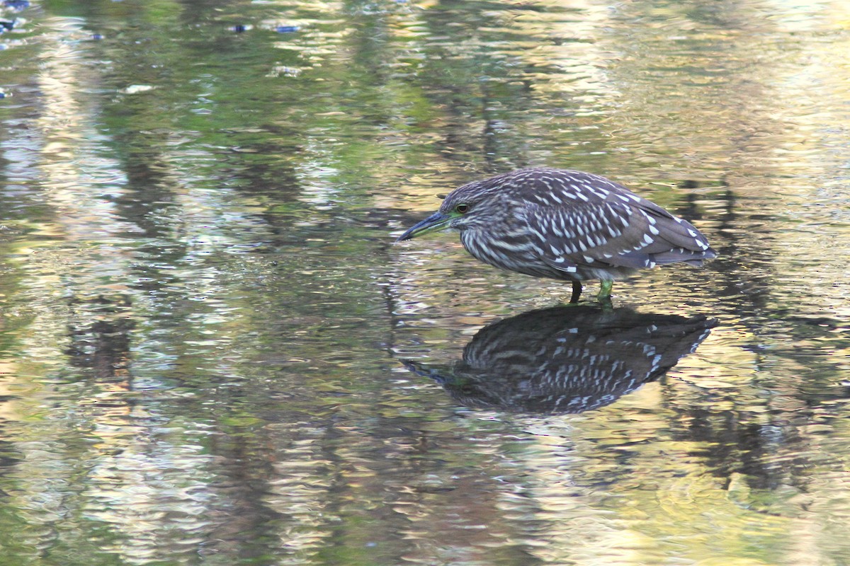 Black-crowned Night Heron - ML616552316