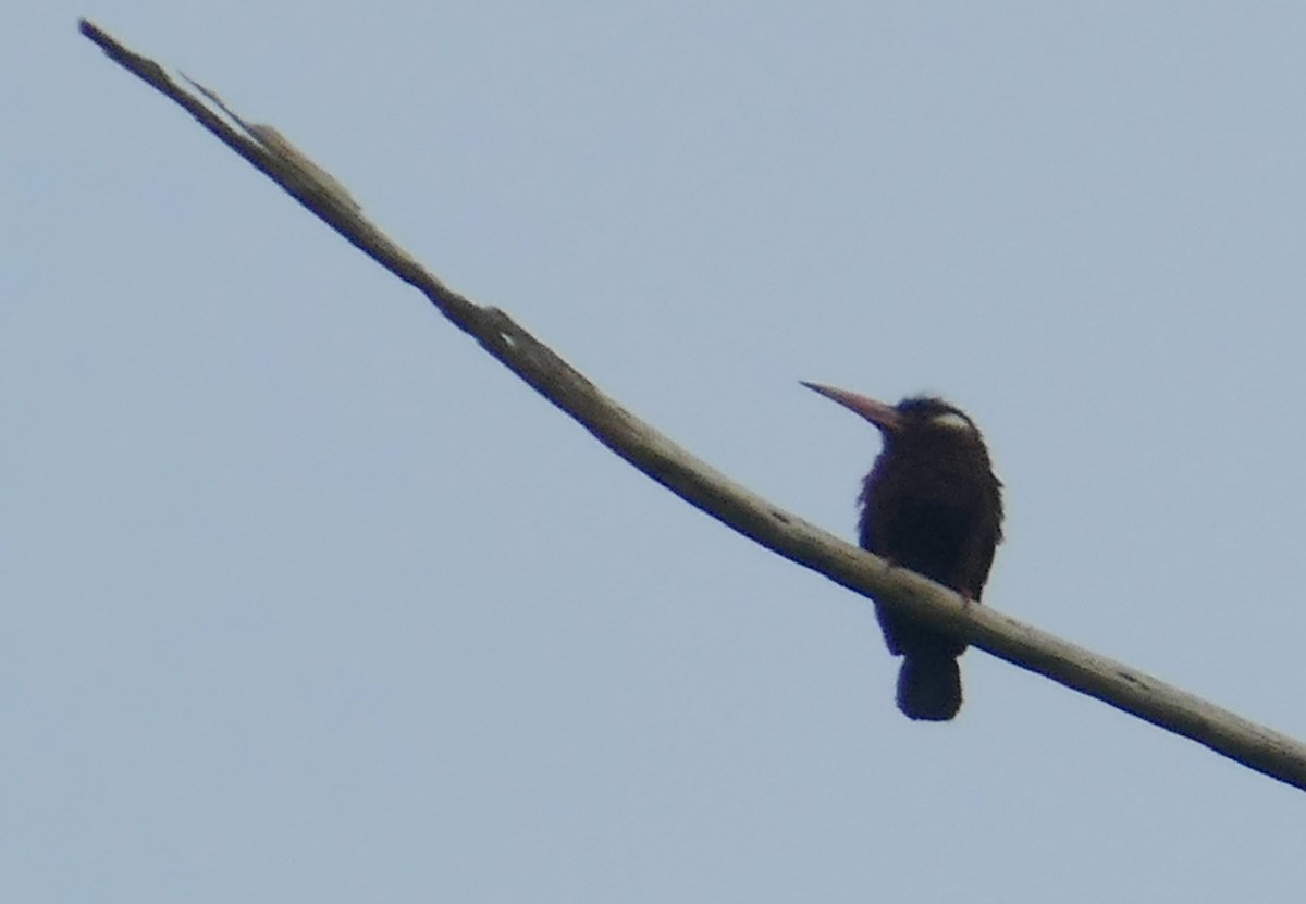 White-eared Jacamar - ML616552318