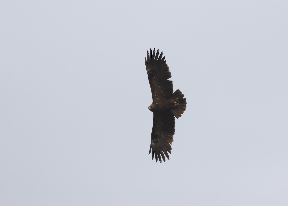 Greater Spotted Eagle - ML616552322