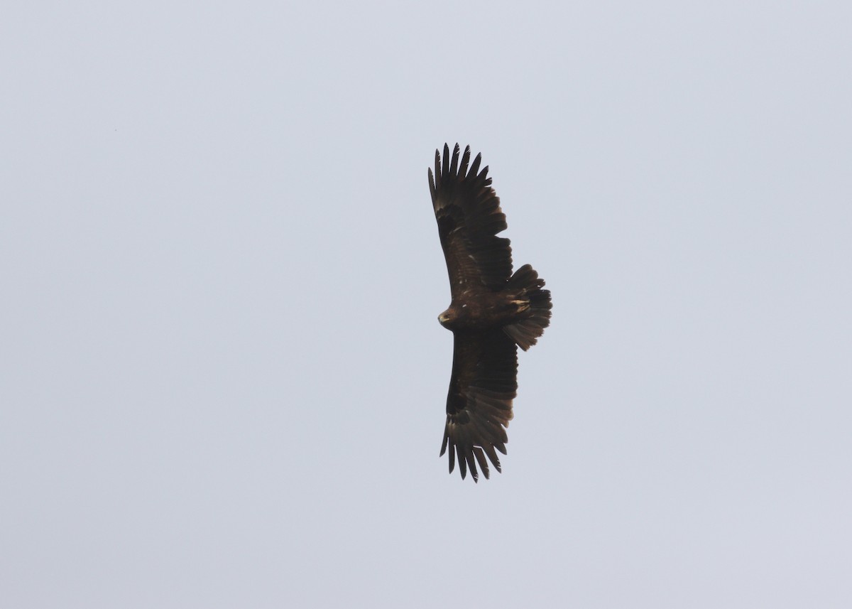 Águila Moteada - ML616552322