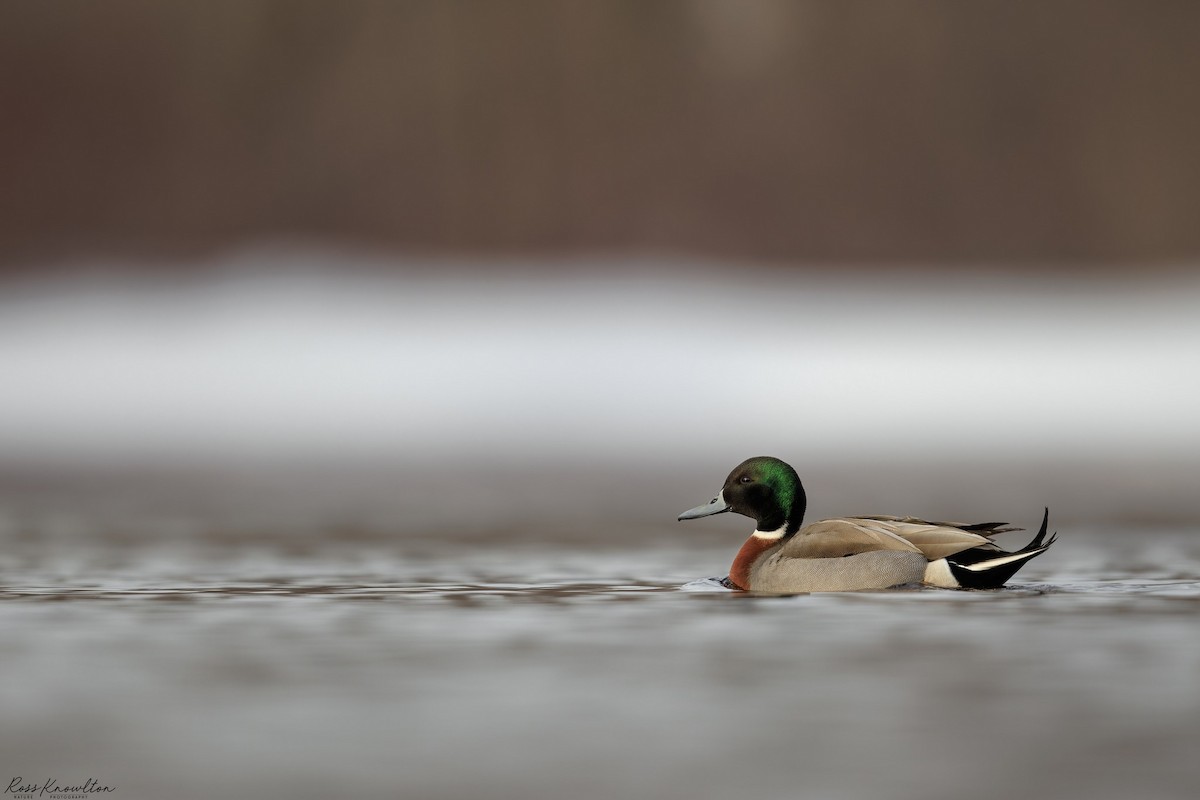 Mallard x Northern Pintail (hybrid) - ML616552357