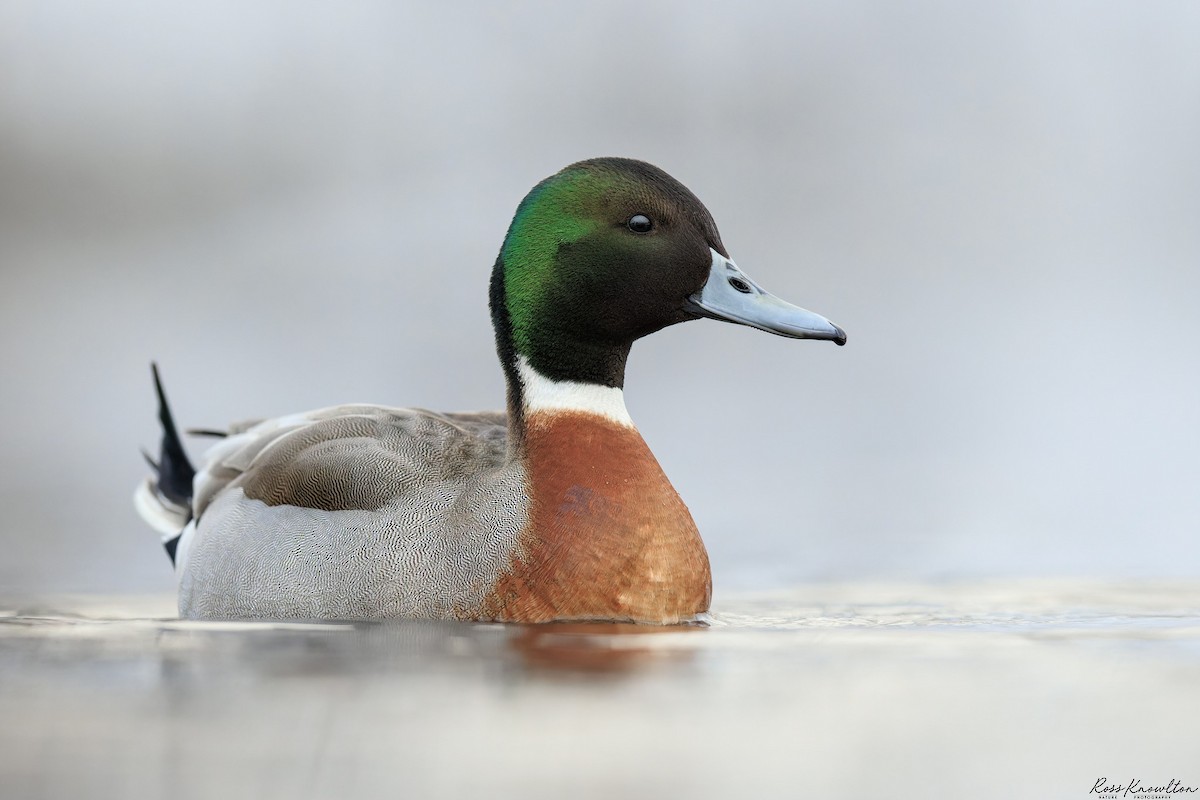 Mallard x Northern Pintail (hybrid) - ML616552358