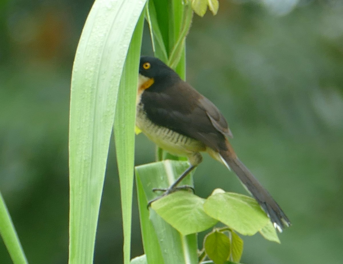 Black-capped Donacobius - ML616552399